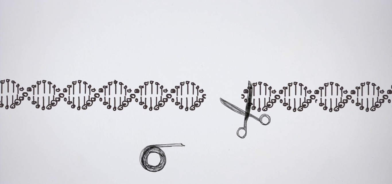 Knippen en plakken in het DNA