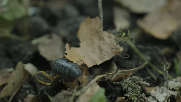 Een foto van een pissebed die op een stukje bruin boomblad zit. Het boomblad ligt op een ondergrond van aarde.