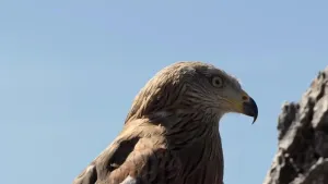 Een foto van de bovenkant van de rode wouw. De veren zijn roodbruin met zwarte strepen. De snavel heeft een zwarte, naar beneden stekende punt en het gedeelte bij neusgaten en kop is geel. Hij heeft ogen met een lichte kleur zwarte pupil.