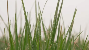 Een foto van groene grassprieten met dauwdruppels erop. In de onscherpe achtergrond zijn meer grassprieten zichtbaar.