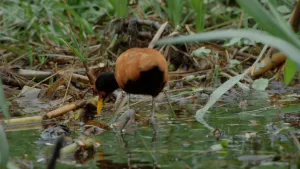 Een foto van een vogel die met zijn poten in het water staat aan een oever van Pantanal. Dat is een moerasgebied in Brazilië.