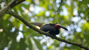 Een foto van een Toekan die op de tak zit van een boom. Dat is een grote vogel die in tropische gebieden voorkomt.