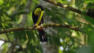 Een foto van een Toekan die op de tak zit van een boom. Dat is een grote vogel die in tropische gebieden voorkomt.