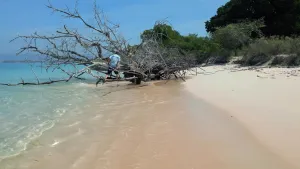 Een foto van een strand in een tropisch gebied. Er ligt een dode boom op het strand waar een man tussen de takken van staat.