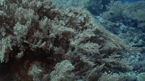 Een foto van koraalrif op de bodem van het water. Het koraal heeft allemaal losse, kleine tentakeltjes  met een groengrijze kleur die aan een wit skelet zitten. Het skelet lijkt  op takjes en de tentakeltjes op twijgjes aan de takjes.