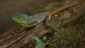 Een foto van dichtbij genomen van een hagedis die bovenop wat hout zit.