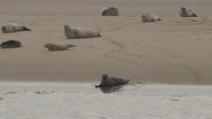 Dit bijzondere landschap is belangrijk voor zeehonden en trekvogels