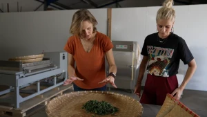 Een foto van presentator Yanouk en Linda die voor een rieten mand staan met theebladeren erin. Lind houdt haar handen boven de mand met theebladeren.