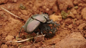 Een foto van een mestkever die een bol over droge grond rolt.