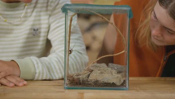Een foto van presentatoren Jurre en Emma. Emma kijkt in een bak wat je doorheen kan kijken waar een grottenspin in zit. Dit is een spin die vooral in grotten en stenige, koele ruimtes leeft. In de bak liggen wat stenen en de spin zit op een tak.