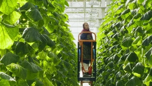 Geautomatiseerde tuinbouw met Nederlandse hulp
