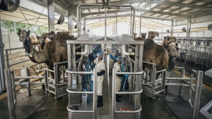 Melkproducten in het Midden-Oosten