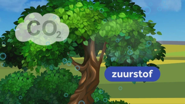 Waarom hebben we bomen nodig om te kunnen ademen? | Schooltv