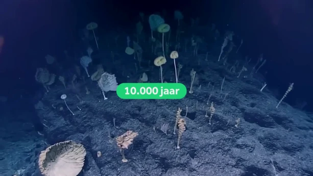 Wat is het oudste dier ter wereld? | Schooltv