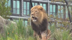 Nieuws over slaapwandelen en dierentuinen