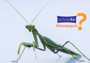 Groene langwerpige bidspringen met twee grote voelsprieten, logo met Schooltv Nieuwsquiz