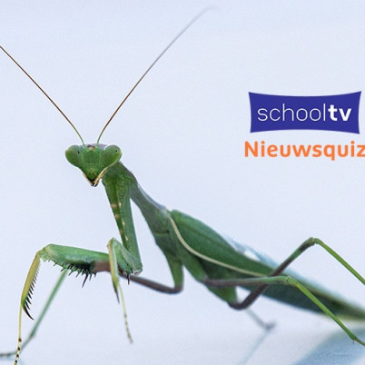 Groene langwerpige bidspringen met twee grote voelsprieten, logo met Schooltv Nieuwsquiz