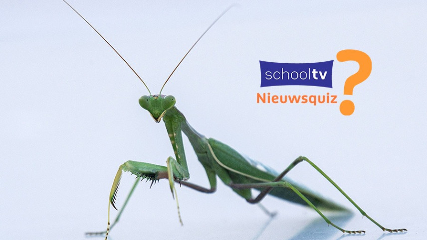 Groene langwerpige bidspringen met twee grote voelsprieten, logo met Schooltv Nieuwsquiz