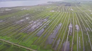 Een foto van lange stroken landbouwgrond afgewisseld door sloten. Een deel van de stroken staat deels onder water.