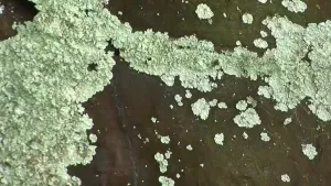 Een foto van korstmossen op hout.