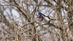 Zangvogels in het riet