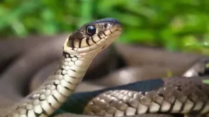 Een foto van een ringslang, de grootste slang die voorkomt in Nederland.