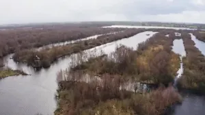 Een foto van natuurgebied de Deelen in Friesland dat vroeger een laagveengebied was.