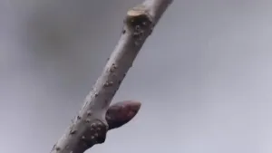 Een foto van een tak met knoppen.