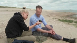 Mosselbanken zijn de koraalriffen van de Waddenzee. Janouk ontdekt op Texel hoe mosselen een mosselbank bouwen.