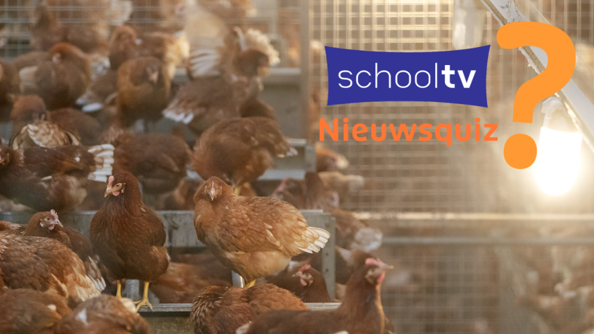 Foto van kippen in een hok/stal met links het Schooltv nieuwsquiz logo