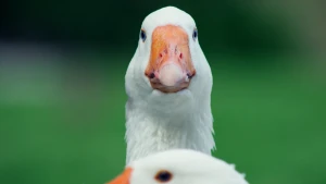 Close-up van ganzenkop die recht de camera inkijkt