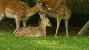 Drie damherten zittend en staand op het gras