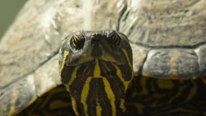 Foto van de kop van schildpad die de camera recht inkijkt.