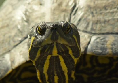 Close-up van kop van schildpad die de camera recht inkijkt