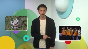 Foto van presentator Benjamin in de studio met twee kleine foto's in beeld. Links van de presentator is een foto van een dier in winterslaap te zien, rechts van de presentator een foto van de verloren tennisfinale van Nederland bij de Davis Cup. 