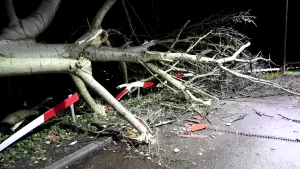 Boom ligt op de weg, met gebroken hekken en takken op de grond.