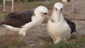 Foto van twee albatrossen op een zandvlakte. Eén albatros zit op een ei.