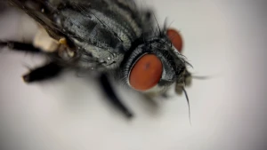 Foto van een huisvlieg met een zwart lijfje en twee grote rode ogen.