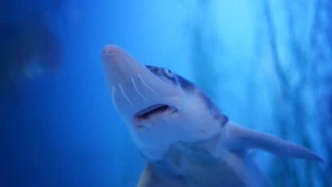 Foto van steur, zwemmend in het water, gezien van de onderkant, vis met puntige witte snuit met witte snorharen.