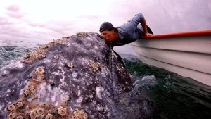 Foto van Freek Vonk die uit een bootje hangt op de zee en een kus geeft aan een walvis die met zijn kop boven het water komt.