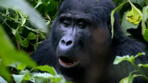Foto van een berggorilla met zwarte vacht omringd door groene bladeren.