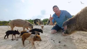 Foto van Freek Vonk die lachen met zijn knieën op het strand zit, omringd door varkens in verschillende kleuren.