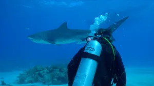 Foto in het water van een duiker en een grote haai die langszwemt.
