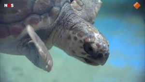 Foto van een zeeschildpad die in het water zwemt, close-up op zijn kop.