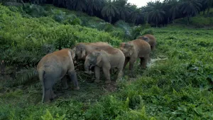 Een foto van vijf Borneo dwergolifanten in de jungle van Maleisië.