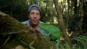 Een foto van Freek Vonk die in de jungle een felgroene kameleon bekijkt die op een tak zit.