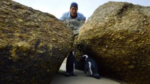 Een foto van Freek Vonk die over twee grote rotsen heenkijkt en er twee kleine pinguïns ziet staan.