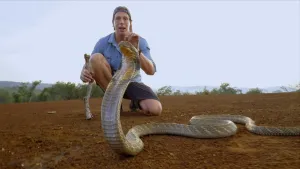 Een foto van Freek Vonk die achter een omhoogstaande cobra slang staat en ernaar kijkt.