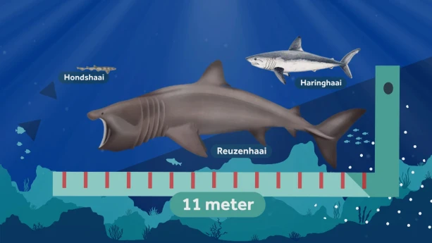 Noordzeehaaien hebben bescherming nodig