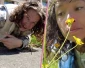 Op zoek naar de boterbloem | SoortSafari